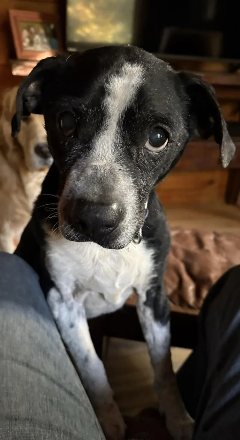 An adult medium-sized male Mixed Breed dog named Rocky for adoption in Bowdoin, ME