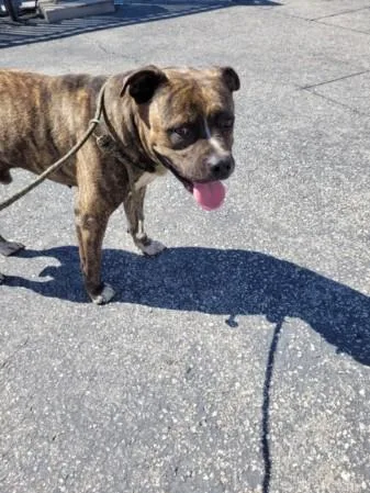 An adult large-sized male Pit Bull Terrier dog named Tommy for adoption in San Pedro, CA