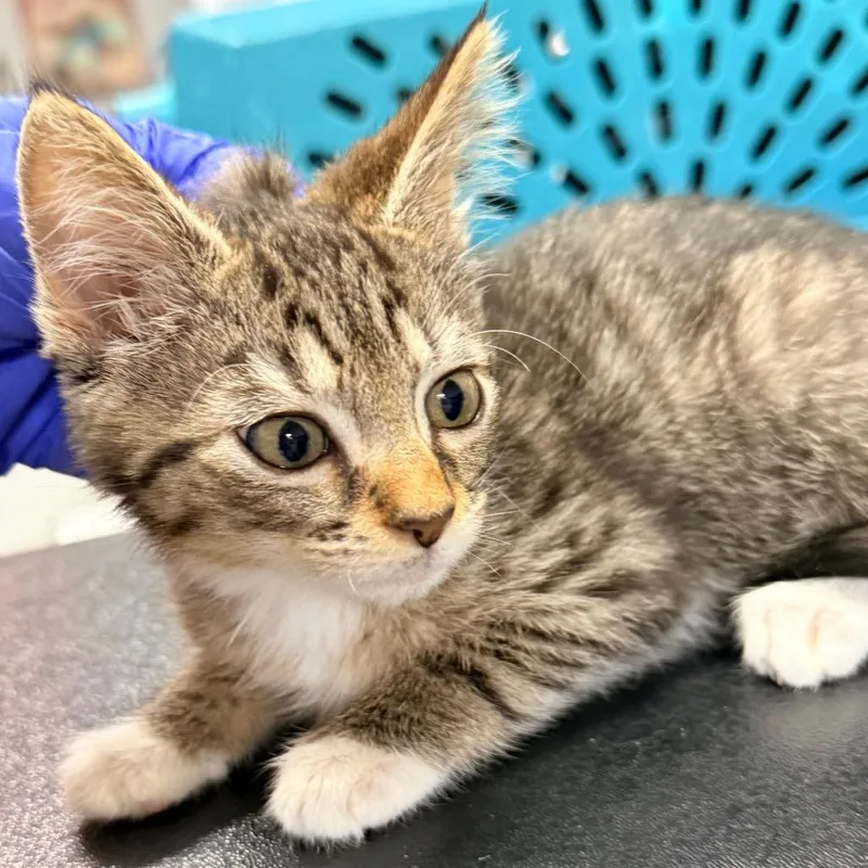 A baby small-sized female Brown / Chocolate Domestic Short Hair cat named Pearl for adoption in Jupiter, FL