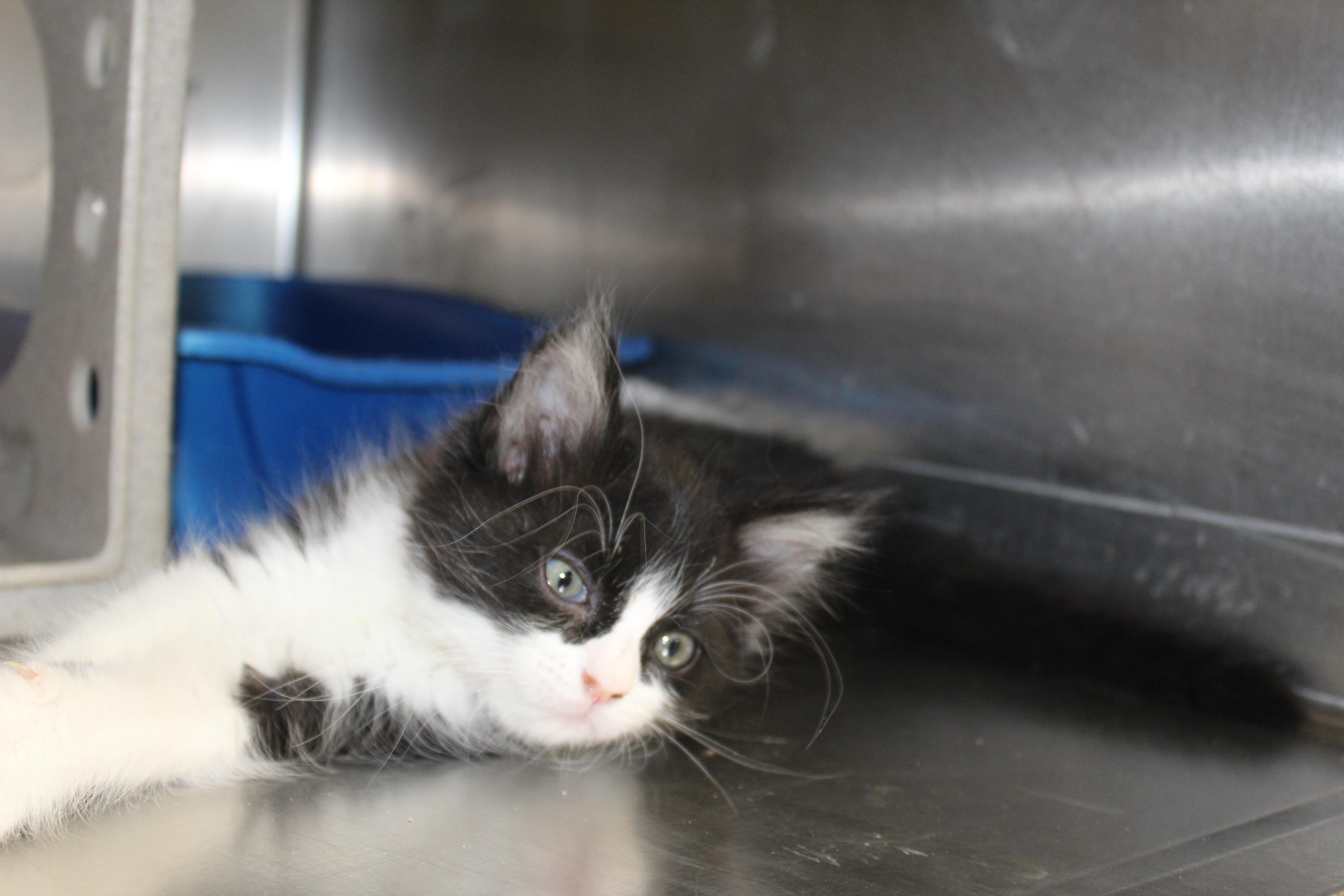 A baby medium-sized female Black & White / Tuxedo Domestic Medium Hair cat named London for adoption in Yucca Valley, CA