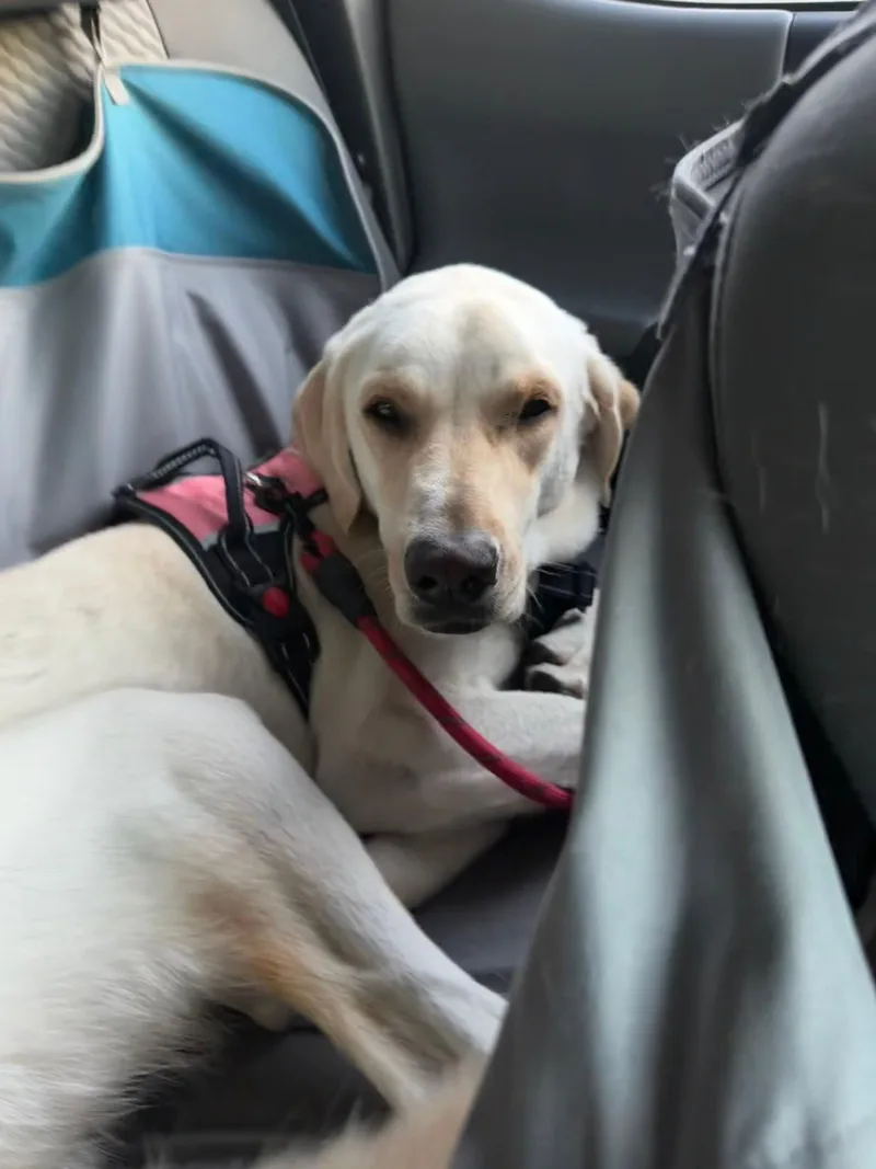A young large-sized female Yellow / Tan / Blond / Fawn Labrador Retriever dog named Sadie for adoption in Concord, CA