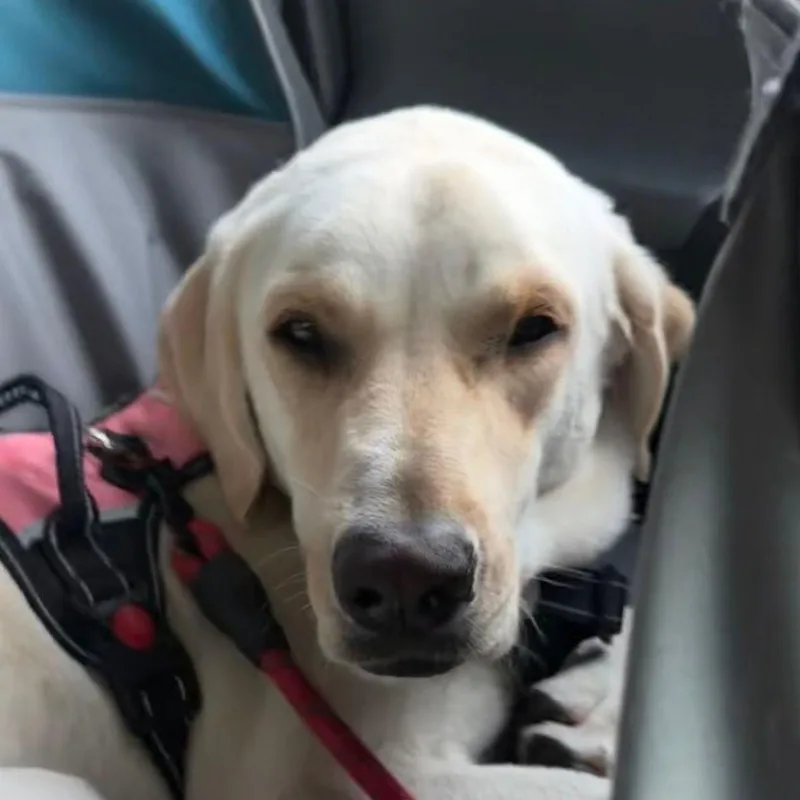Sadie thumbnail 2