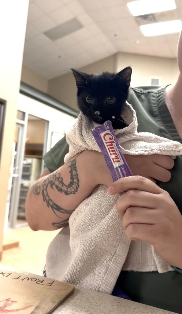 Mochi thumbnail 2