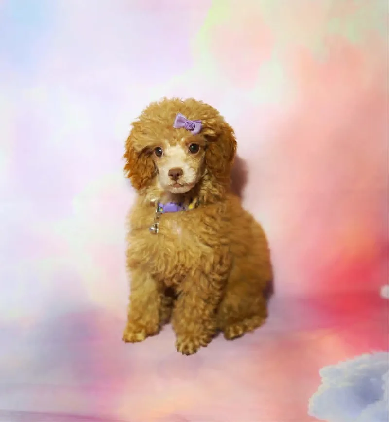 A baby small-sized female Apricot / Beige Miniature Poodle dog named Tallulah for adoption in Broken Arrow, OK