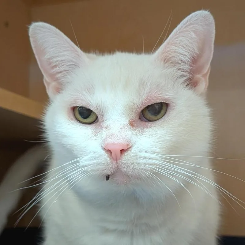 An adult medium-sized female White Domestic Short Hair cat named Lilly for adoption in Washington Township, OH