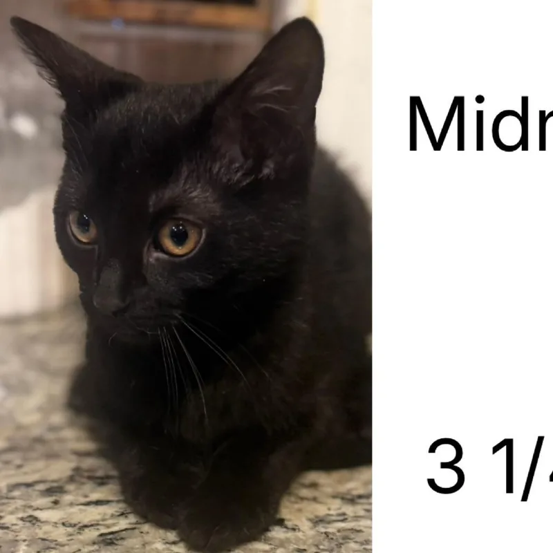 A baby small-sized female Black Domestic Short Hair cat named Midnight for adoption in Layton, UT