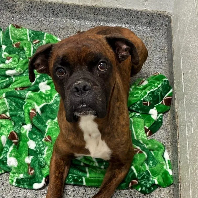 A young medium-sized male Boxer dog named Toebee for adoption in Jeffersonville, IN