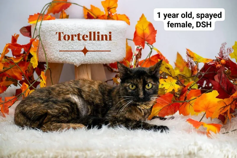 A young small-sized female Tortoiseshell Domestic Short Hair cat named Tortellini for adoption in Sevierville, TN