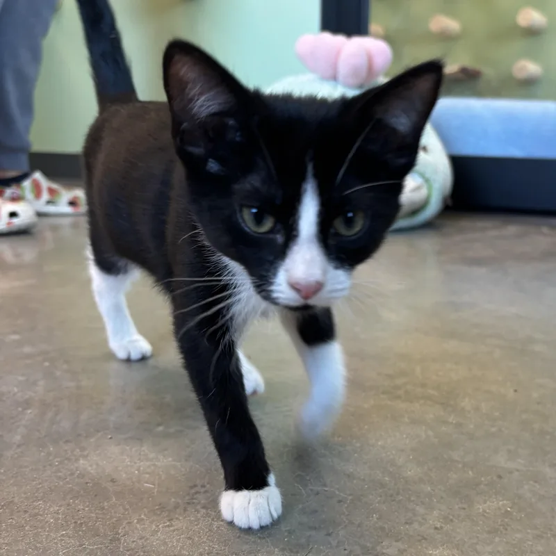 A young medium-sized female Black & White / Tuxedo Domestic Short Hair cat named Chimay for adoption in Evanston, IL