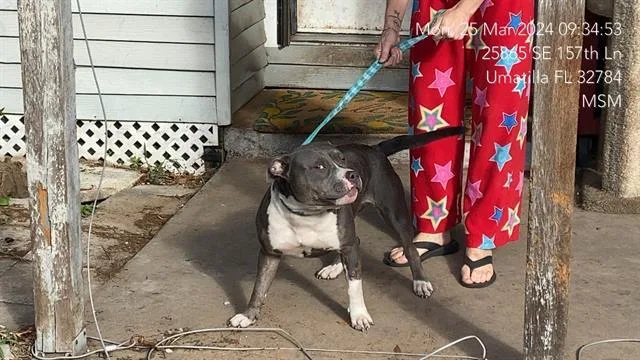 An adult medium-sized female Mixed Breed dog named Macy for adoption in Ocala, FL