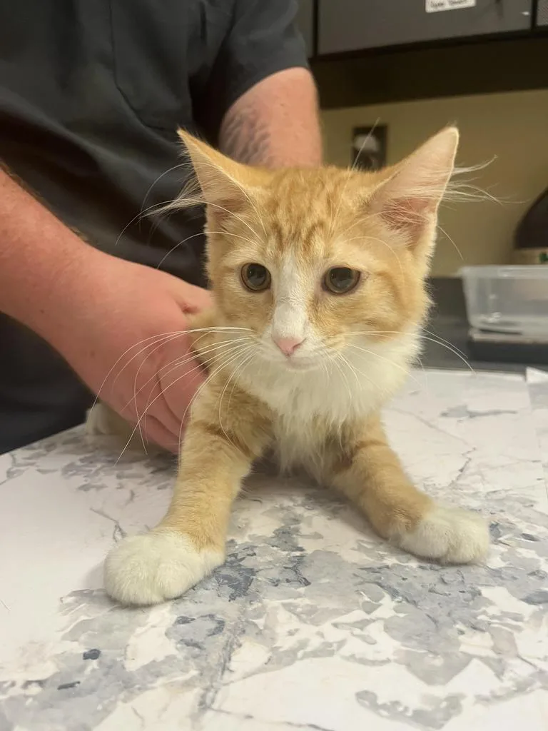 A baby medium-sized male Domestic Medium Hair cat named Eeyore✅ for adoption in Florence, SC