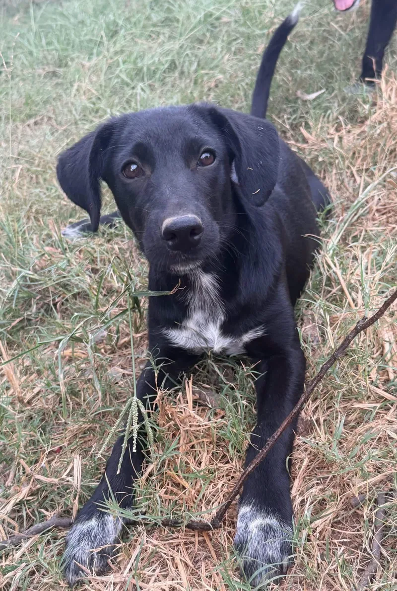 A young medium-sized female Black Labrador Retriever dog named Dolly for adoption in Calera, AL