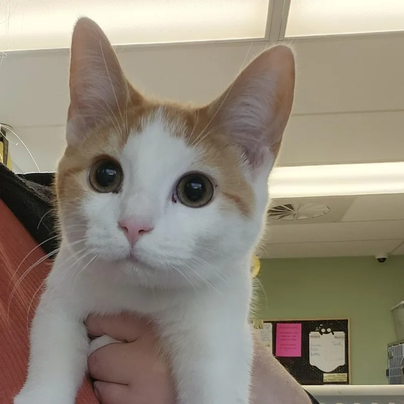 A baby small-sized female Domestic Short Hair cat named Gouda for adoption in Columbia Station, OH
