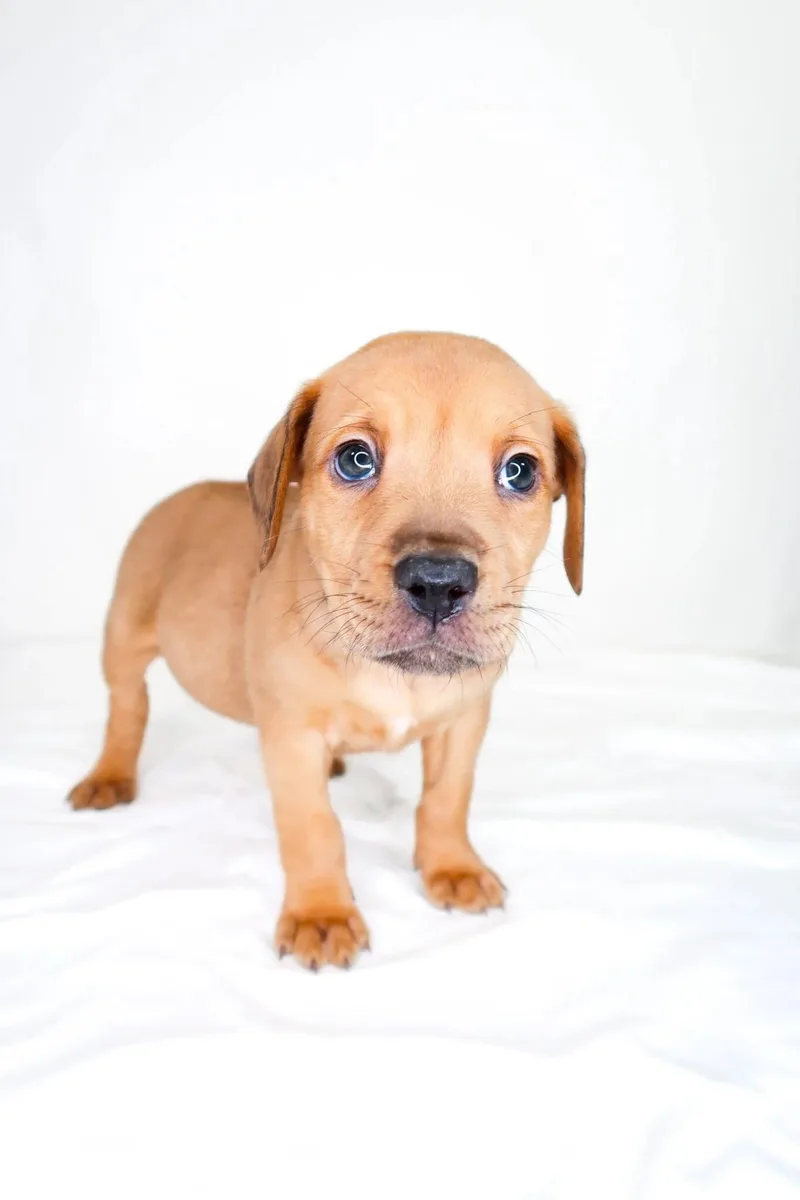 A baby medium-sized male Golden Wirehaired Terrier dog named Garth Brooks for adoption in Bixby, OK