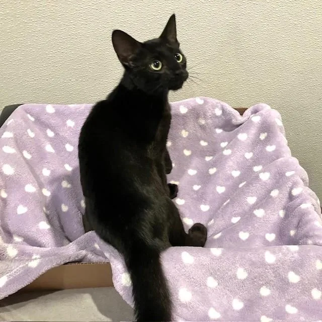 A baby large-sized female Black Domestic Short Hair cat named Aurora for adoption in Lodi, CA