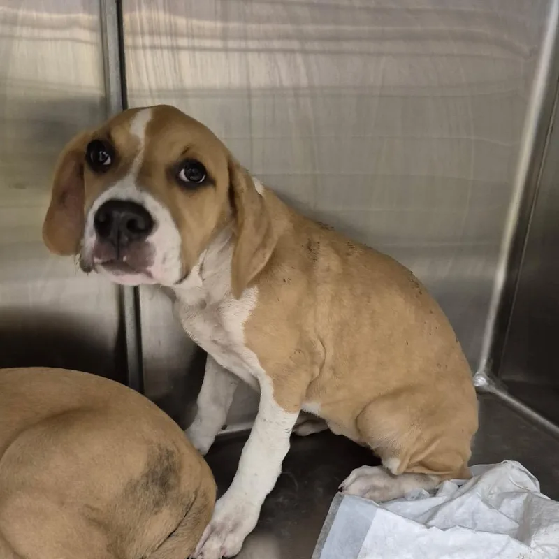 A baby medium-sized female Yellow / Tan / Blond / Fawn Terrier dog named Hazel for adoption in Bastrop, TX