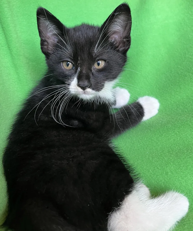 A baby medium-sized male Tuxedo cat named Quark for adoption in Hood RIver, OR