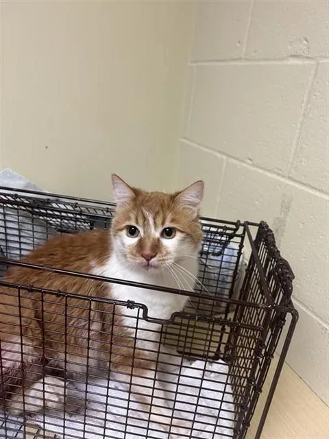 A young medium-sized male Domestic Long Hair cat named A for adoption in Sacramento, CA