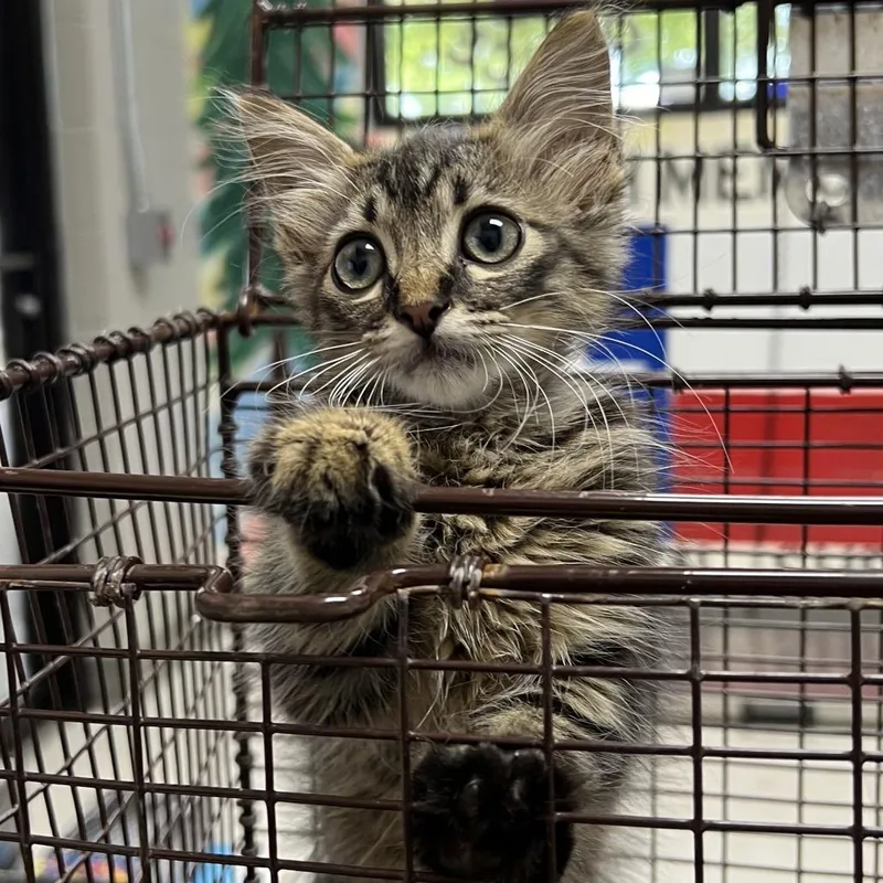 A baby small-sized female Gray / Blue / Silver Domestic Long Hair cat named Hot Pocket for adoption in Lufkin, TX
