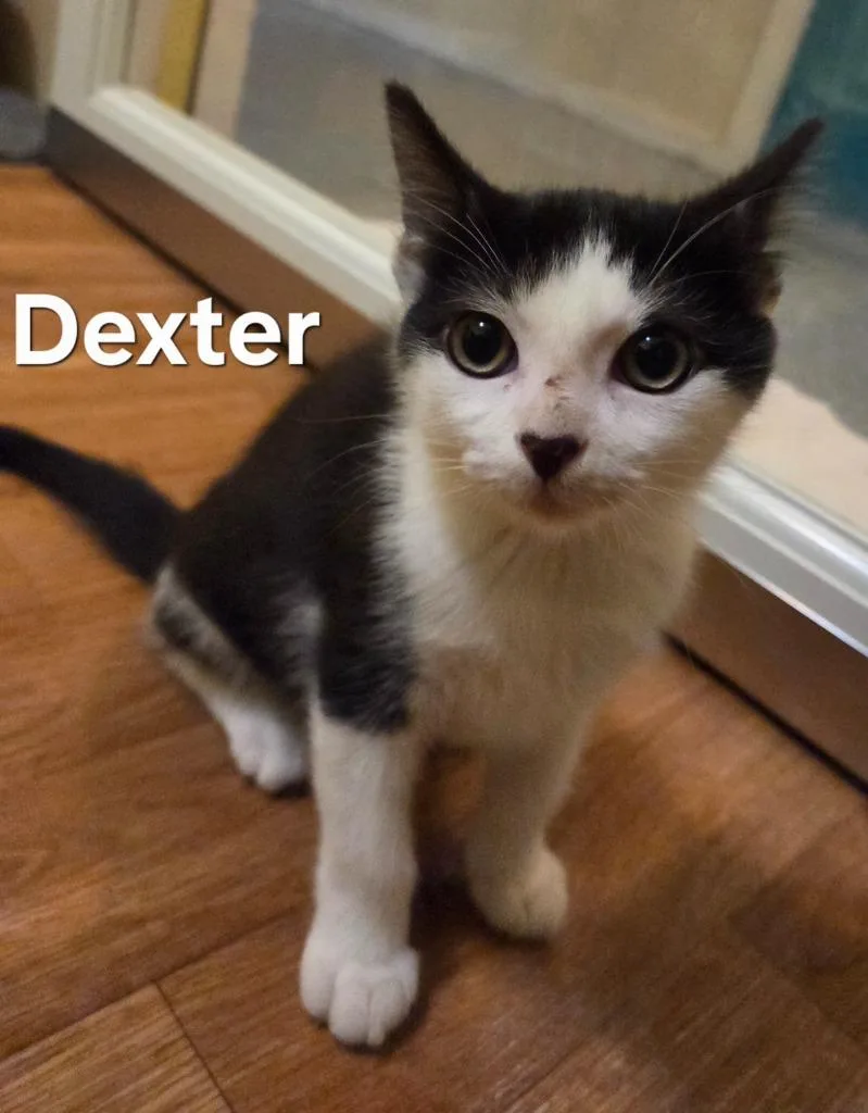 A baby small-sized male Domestic Short Hair cat named Dexter for adoption in Rutherfordton, NC