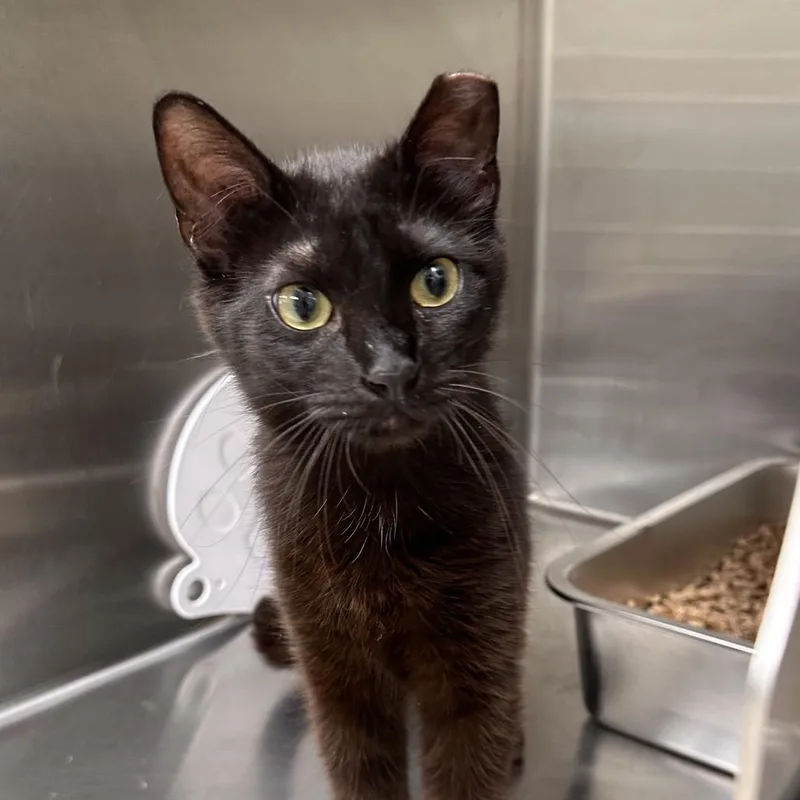 A young medium-sized female Black Domestic Short Hair cat named Baroness for adoption in East Smithfield , PA