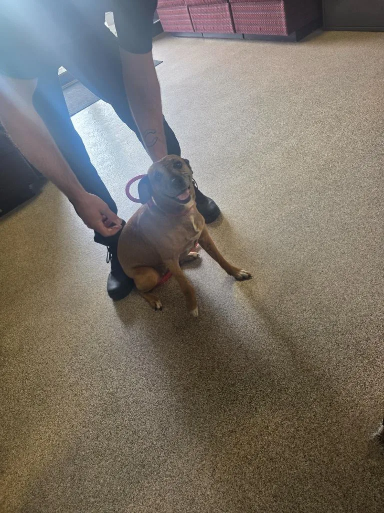 A senior small-sized female Boxer dog named Kia for adoption in Troy, OH