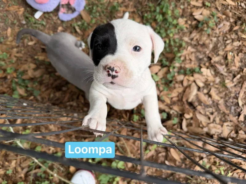 A baby medium-sized male Black Pit Bull Terrier dog named Loompa for adoption in Semmes, AL