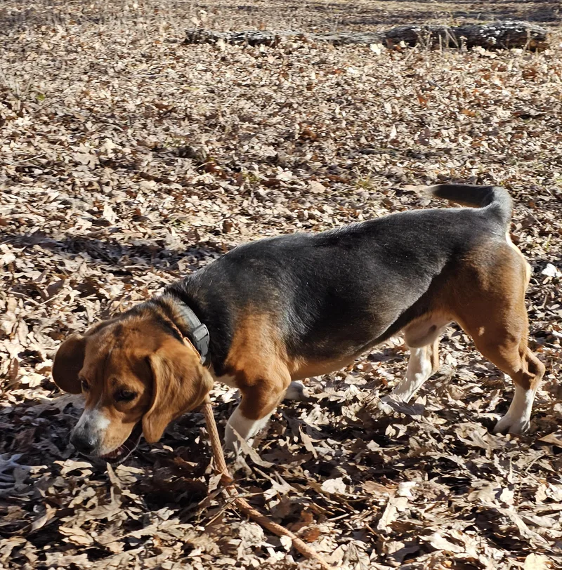 An adult small-sized male Tricolor (Brown, Black, & White) Beagle dog named Tucker for adoption in Columbia, MO