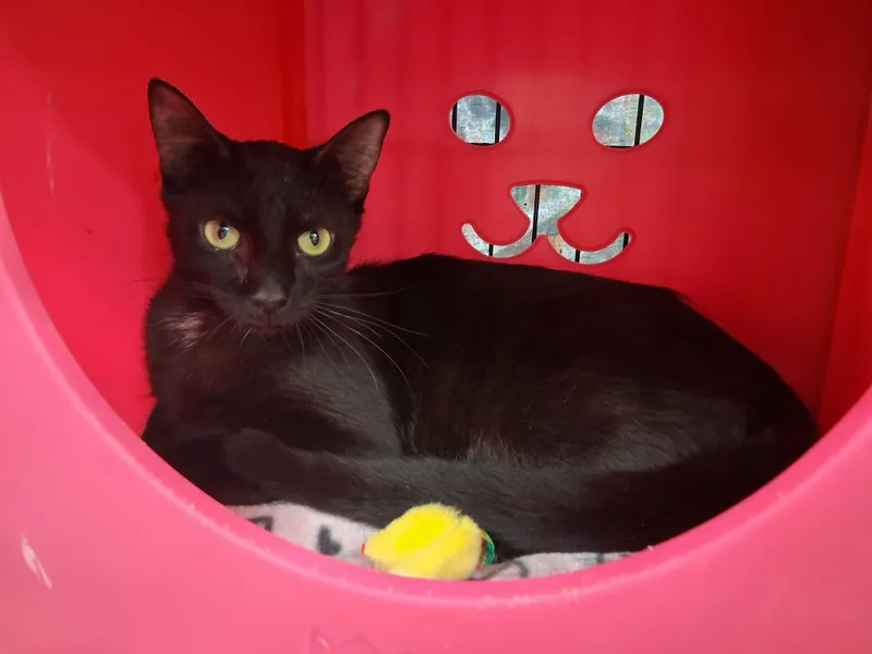 A young medium-sized male Black Domestic Short Hair cat named Preston for adoption in Bear, DE