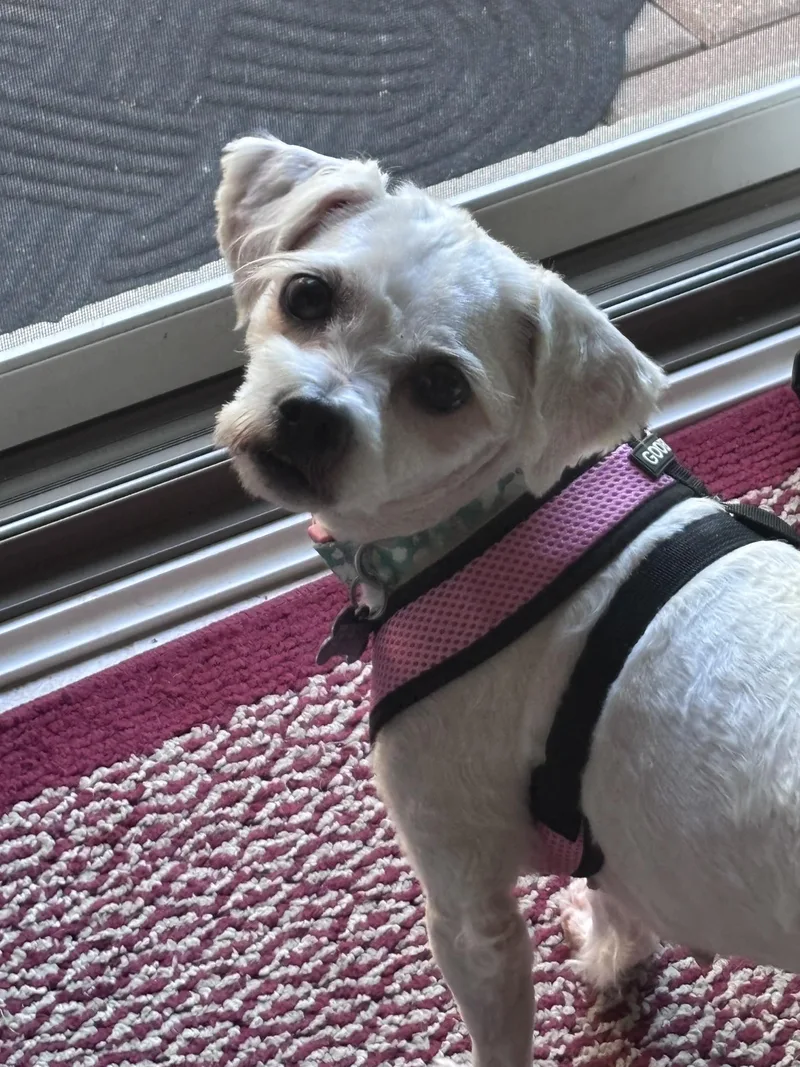 An adult small-sized female Maltese dog named Lexi for adoption in Lockport, IL