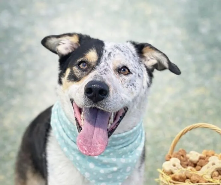 A young medium-sized male Tricolor (Brown, Black, & White) Australian Cattle Dog / Blue Heeler dog named Snoop for adoption in Moyock, NC