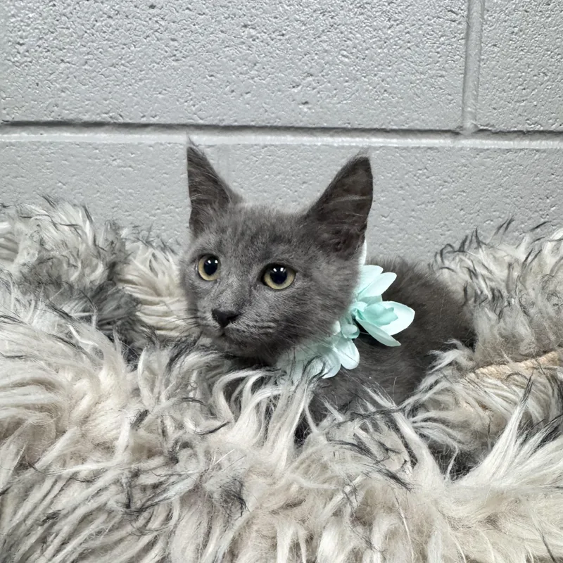 Purrrfect Poblano thumbnail 2