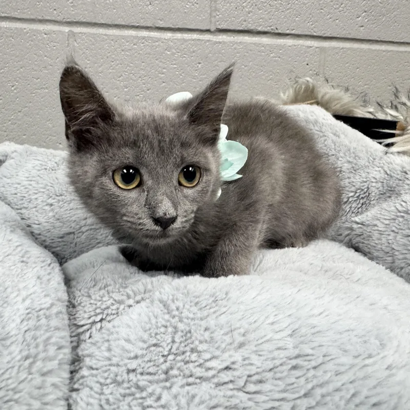 Purrrfect Poblano thumbnail 3