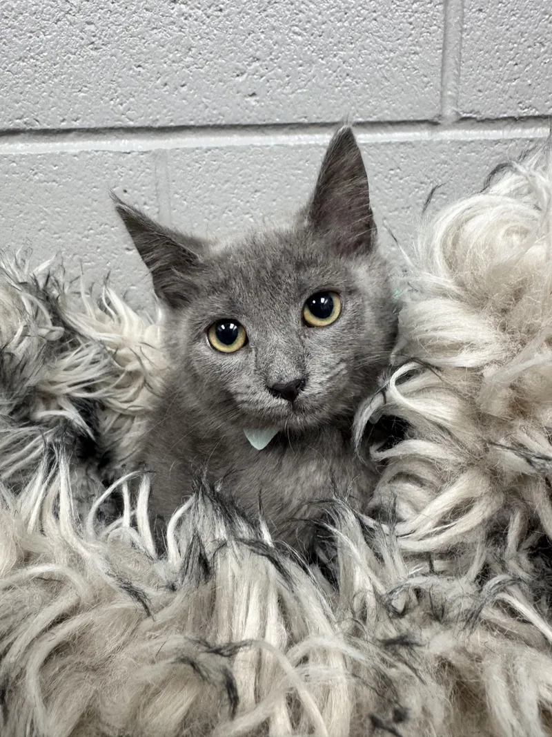Purrrfect Poblano thumbnail 5