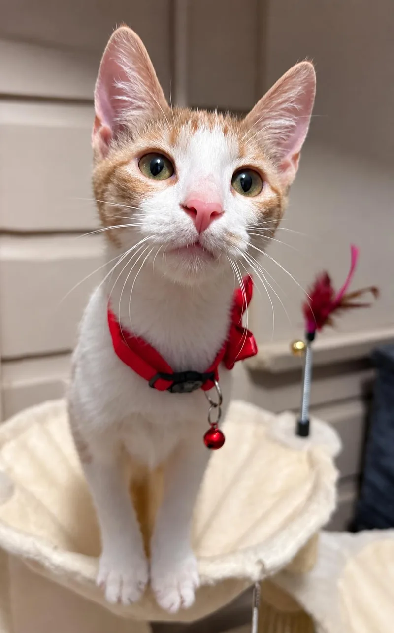 A baby medium-sized male Orange & White Domestic Short Hair cat named Scruffy for adoption in Houston, TX