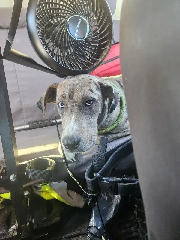 An adult large-sized female Merle (Blue) Great Dane dog named Lady J for adoption in Mobile, AL