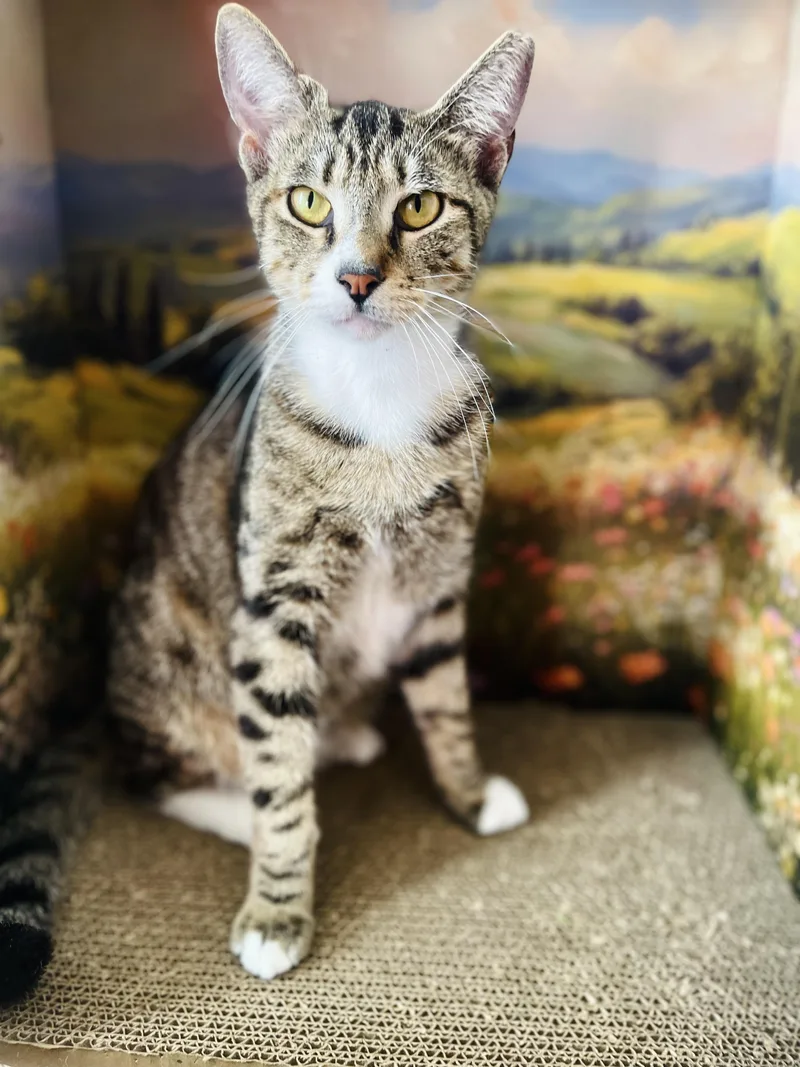 A young medium-sized male Tabby (Buff / Tan / Fawn) American Shorthair cat named Romeo for adoption in Fort Pierce, FL