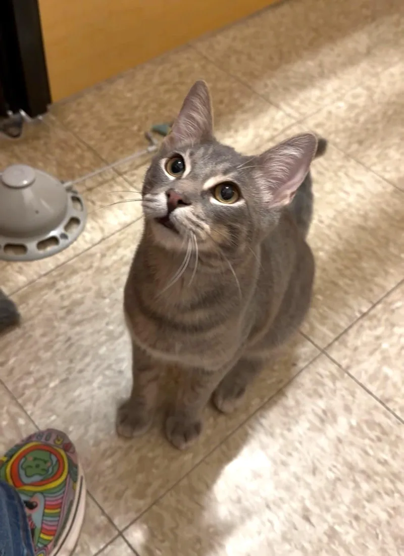 A baby medium-sized male Tabby (Gray / Blue / Silver) Domestic Short Hair cat named Shiloh for adoption in Barrington Hills, IL