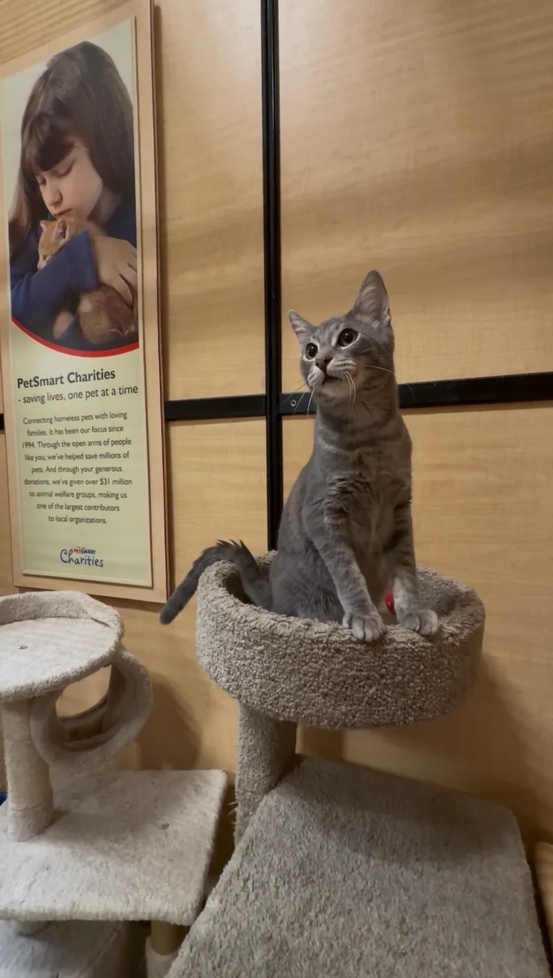 Shiloh thumbnail 2