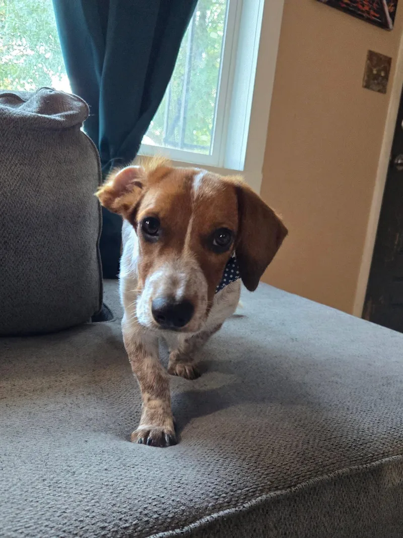 A young medium-sized male Basset Hound dog named Mando for adoption in Denver, CO