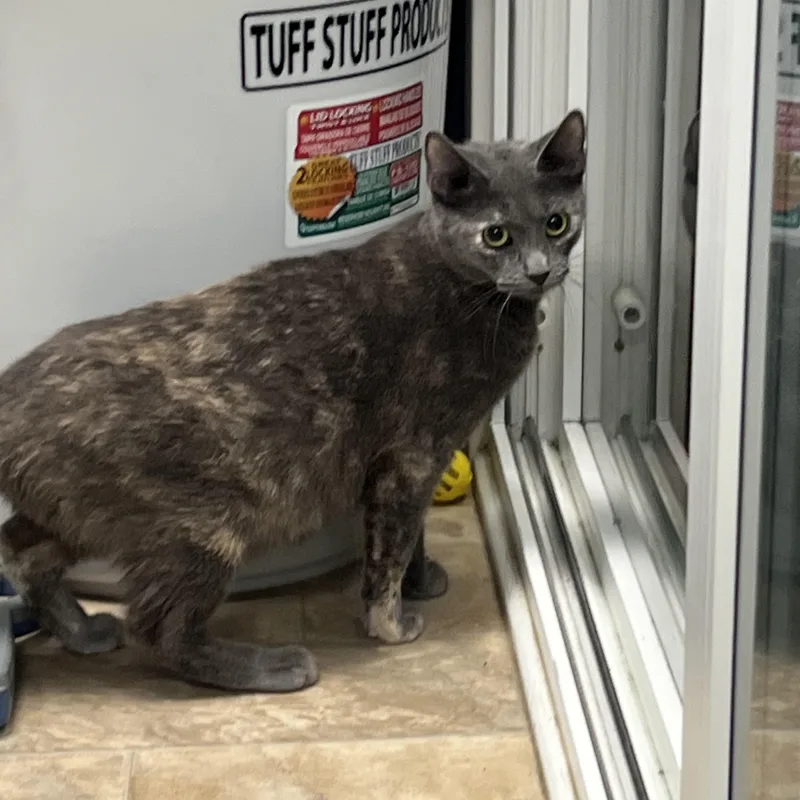 Tortellini thumbnail 2