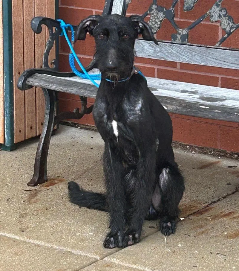 An adult medium-sized male Black Giant Schnauzer dog named Smokey for adoption in Barrington, IL