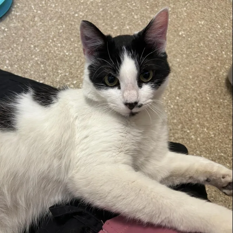 A young medium-sized male White Domestic Short Hair cat named Holstein for adoption in Sonoma, CA