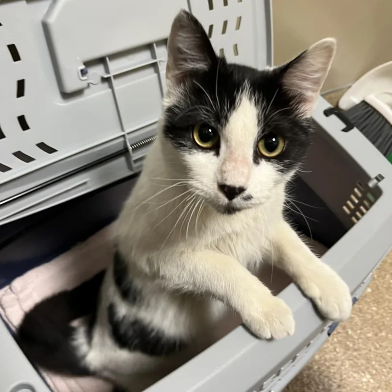 Holstein thumbnail 2