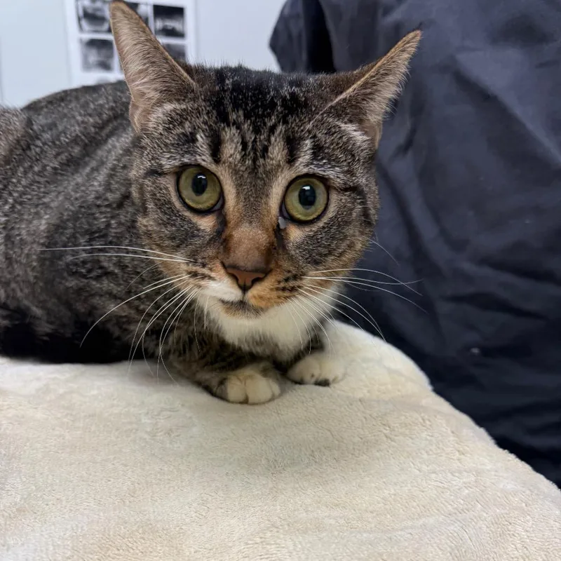 An adult large-sized female Brown / Chocolate Domestic Short Hair cat named Mooshi for adoption in Jacksonville, FL