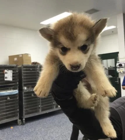 A baby small-sized male Siberian Husky dog named Mars for adoption in Thousand Palms, CA