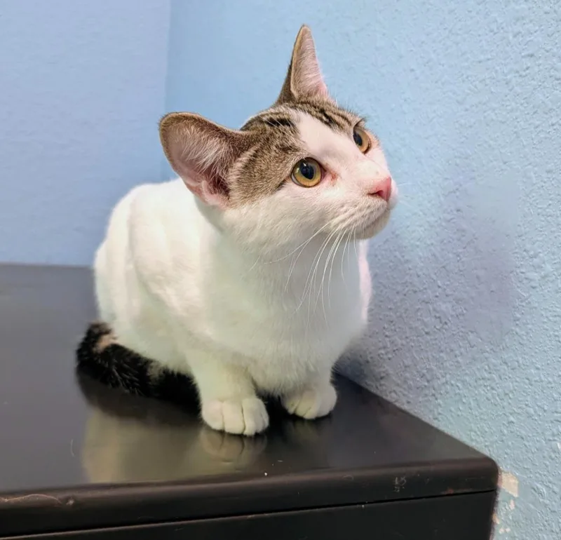 A baby medium-sized male Domestic Short Hair cat named Pluto for adoption in Magnolia, TX