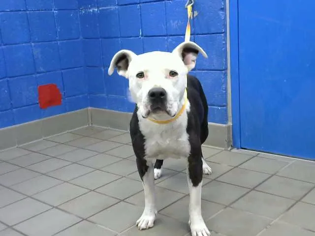 A senior medium-sized male Pit Bull Terrier dog named George for adoption in Albuquerque, NM