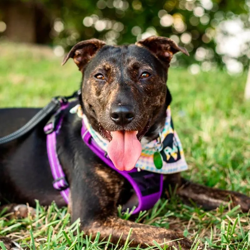 A young medium-sized female Mixed Breed dog named Cayenne for adoption in Nashville, TN
