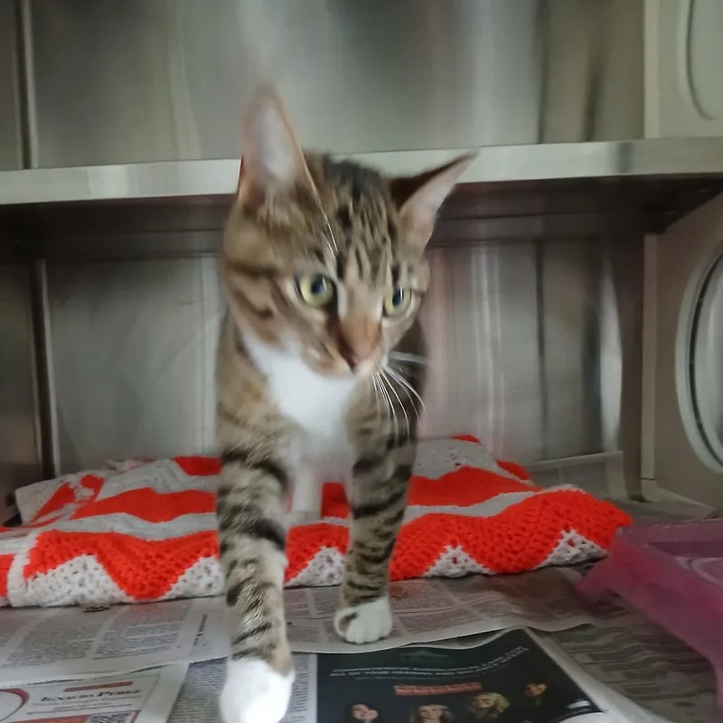 A young small-sized female Brown / Chocolate Domestic Short Hair cat named Miss Lil Girl for adoption in Chattanooga, TN